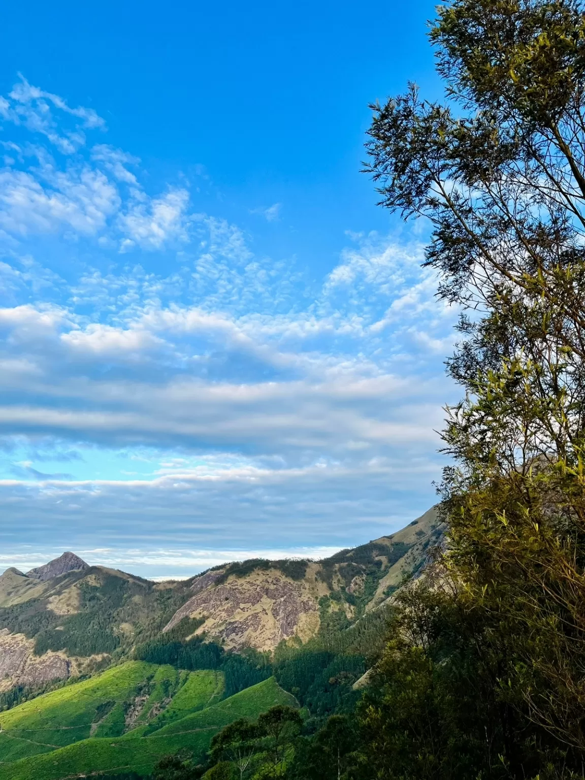 Photo of Kolukkumalai Tea By Vikas Pandita