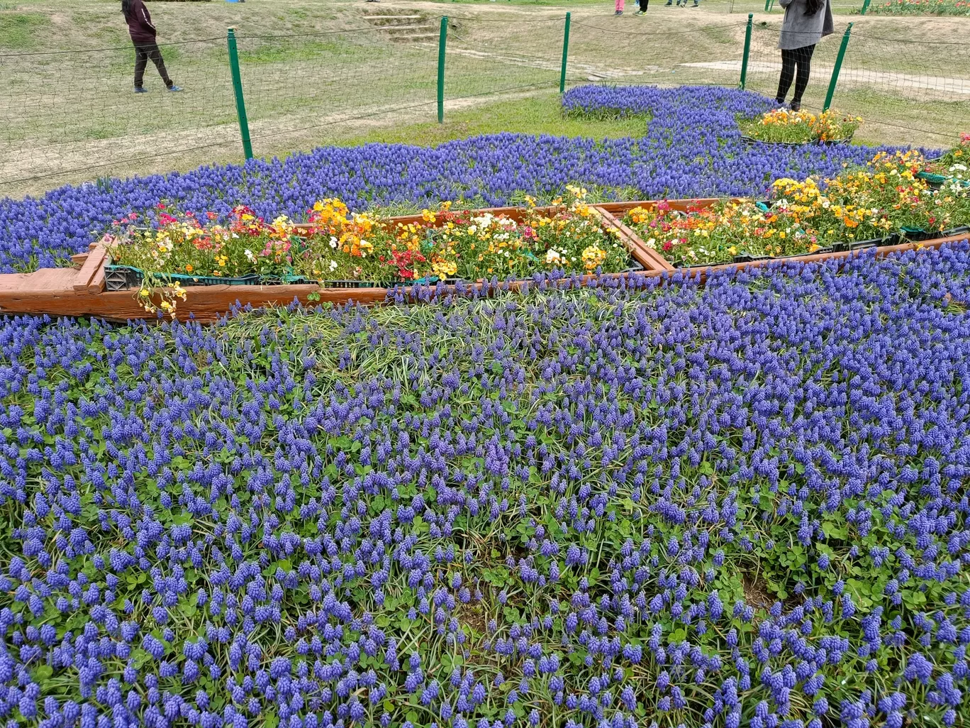 Photo of Tulip garden Srinagar By Preethi shetty 