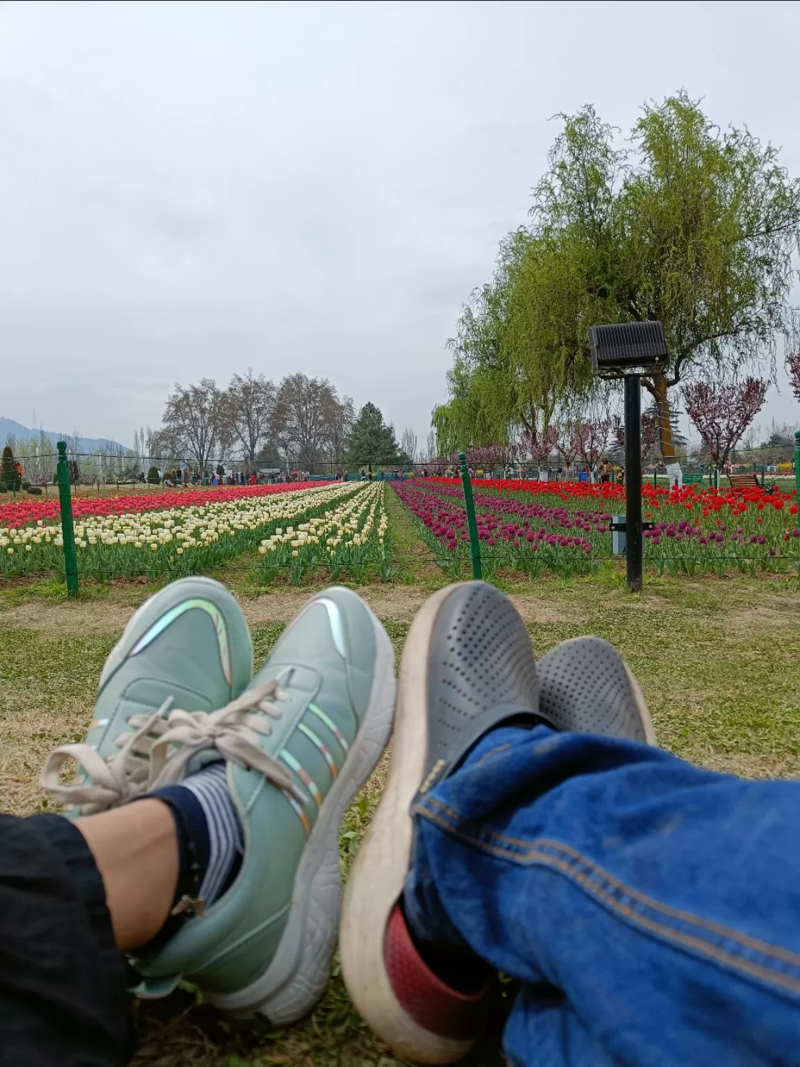 Photo of Tulip garden Srinagar By Preethi shetty 