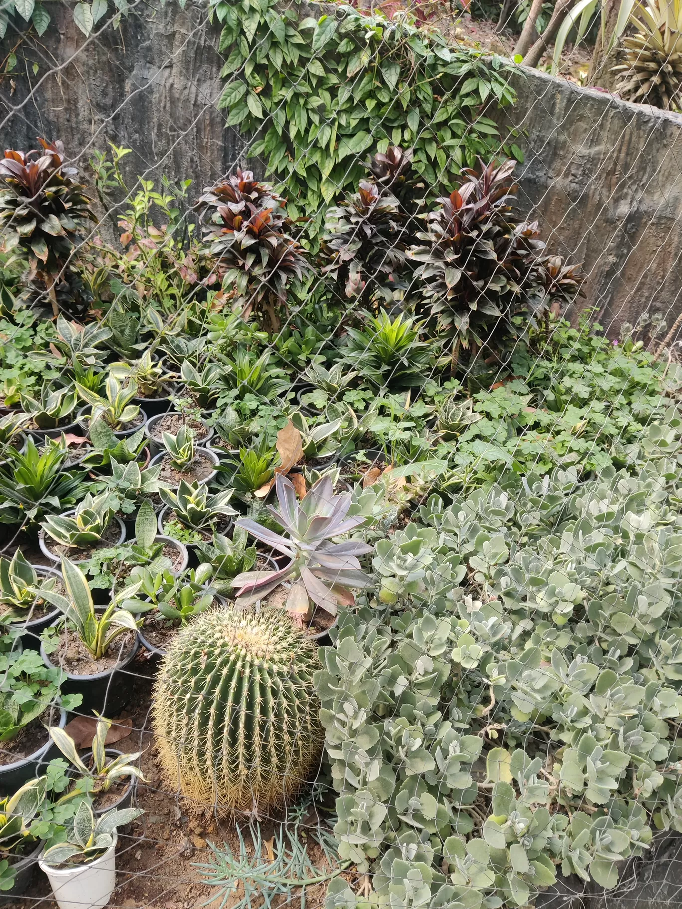 Photo of Dehradun By Priyanka Iyer