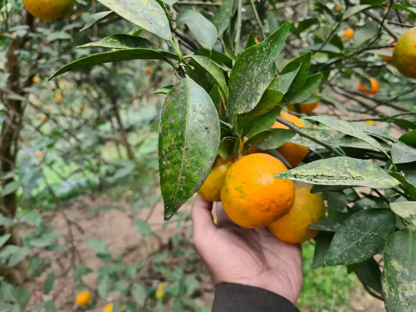 Photo of Sittong By Sayan & Payel Vlogs
