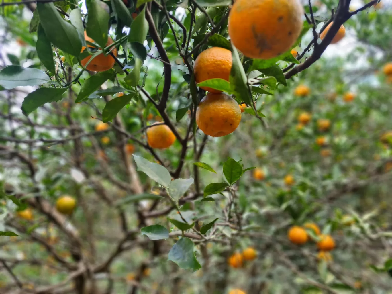 Photo of Sittong By Sayan & Payel Vlogs