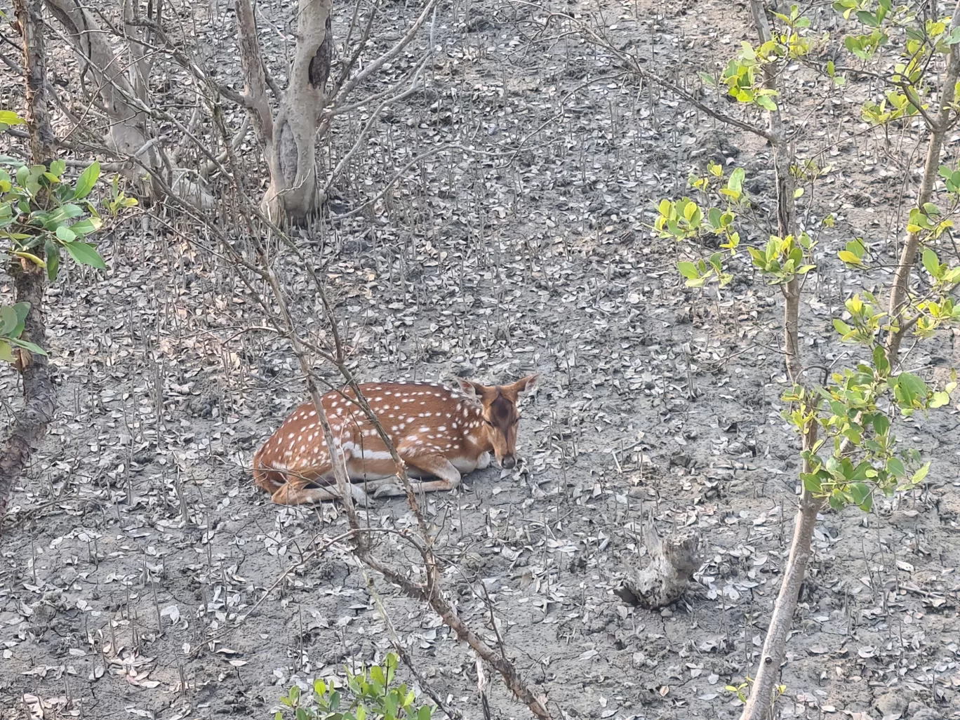 Photo of Sundarban By Sayan & Payel Vlogs