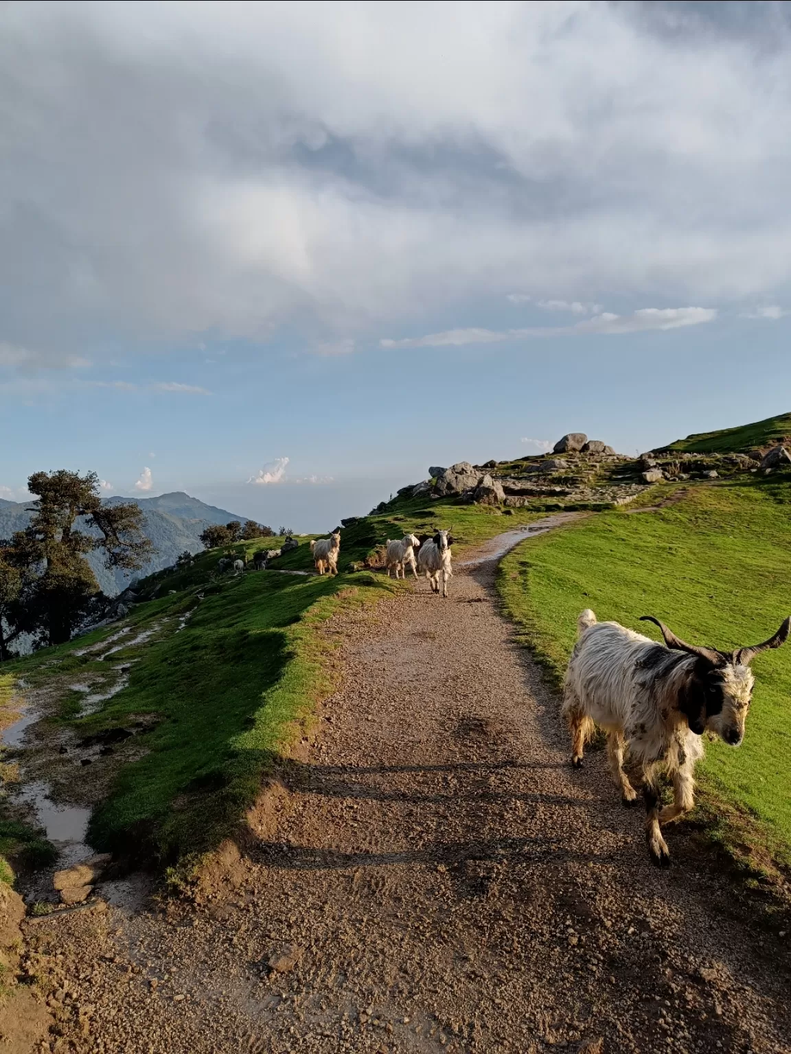 Photo of Triund Trek By Shubhadarshie nanda