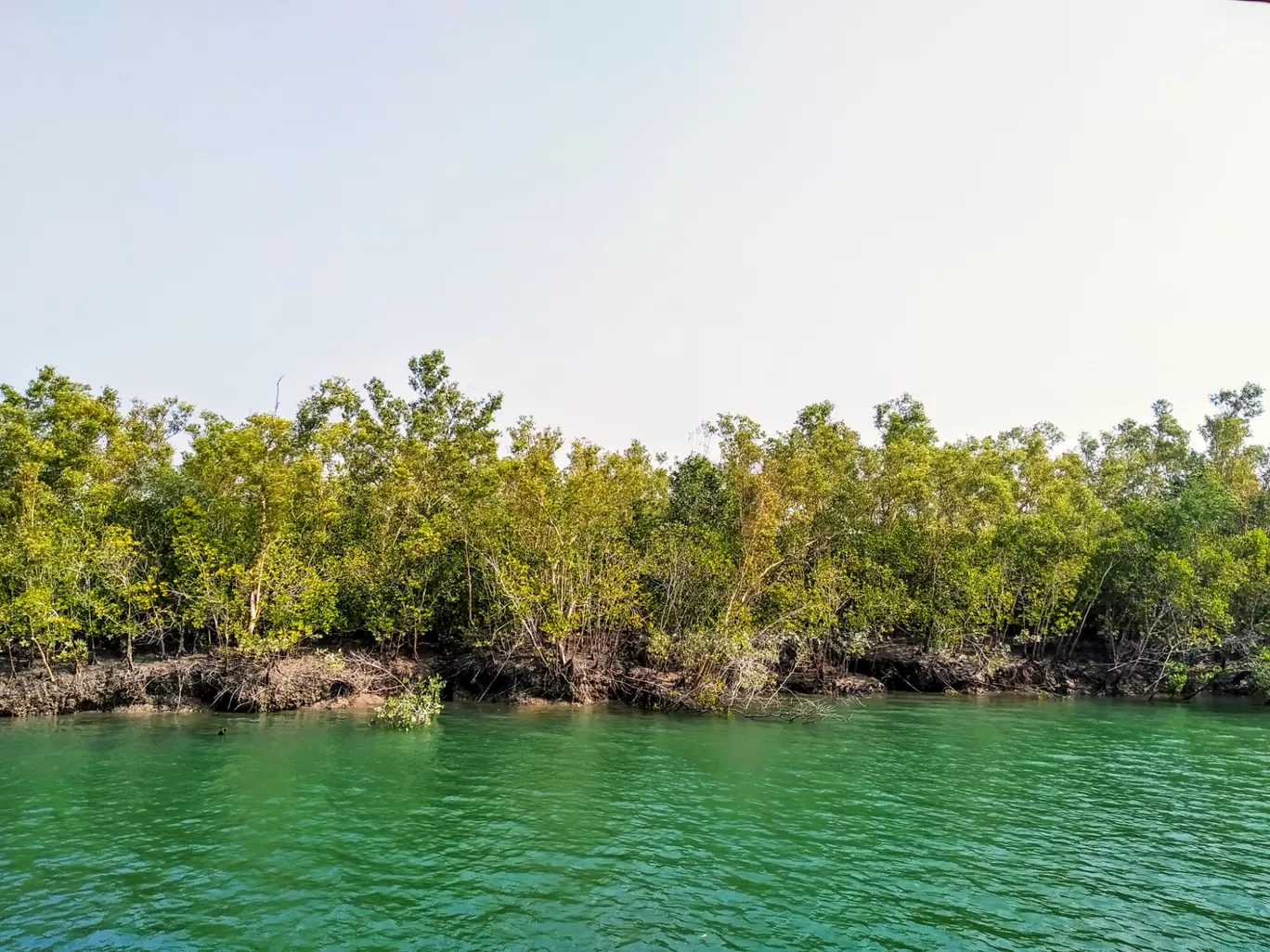 Photo of Sundarban By Baishali Chakraborty