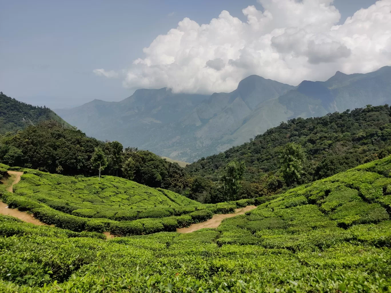 Photo of Munnar By Vineet Kumar