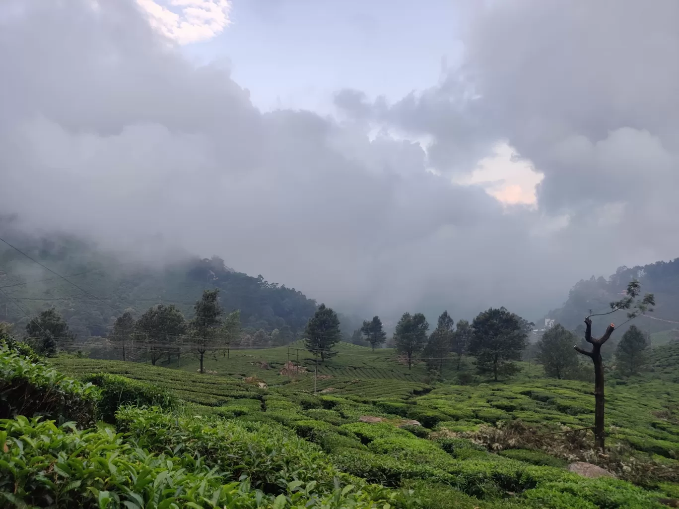 Photo of Munnar By Vineet Kumar