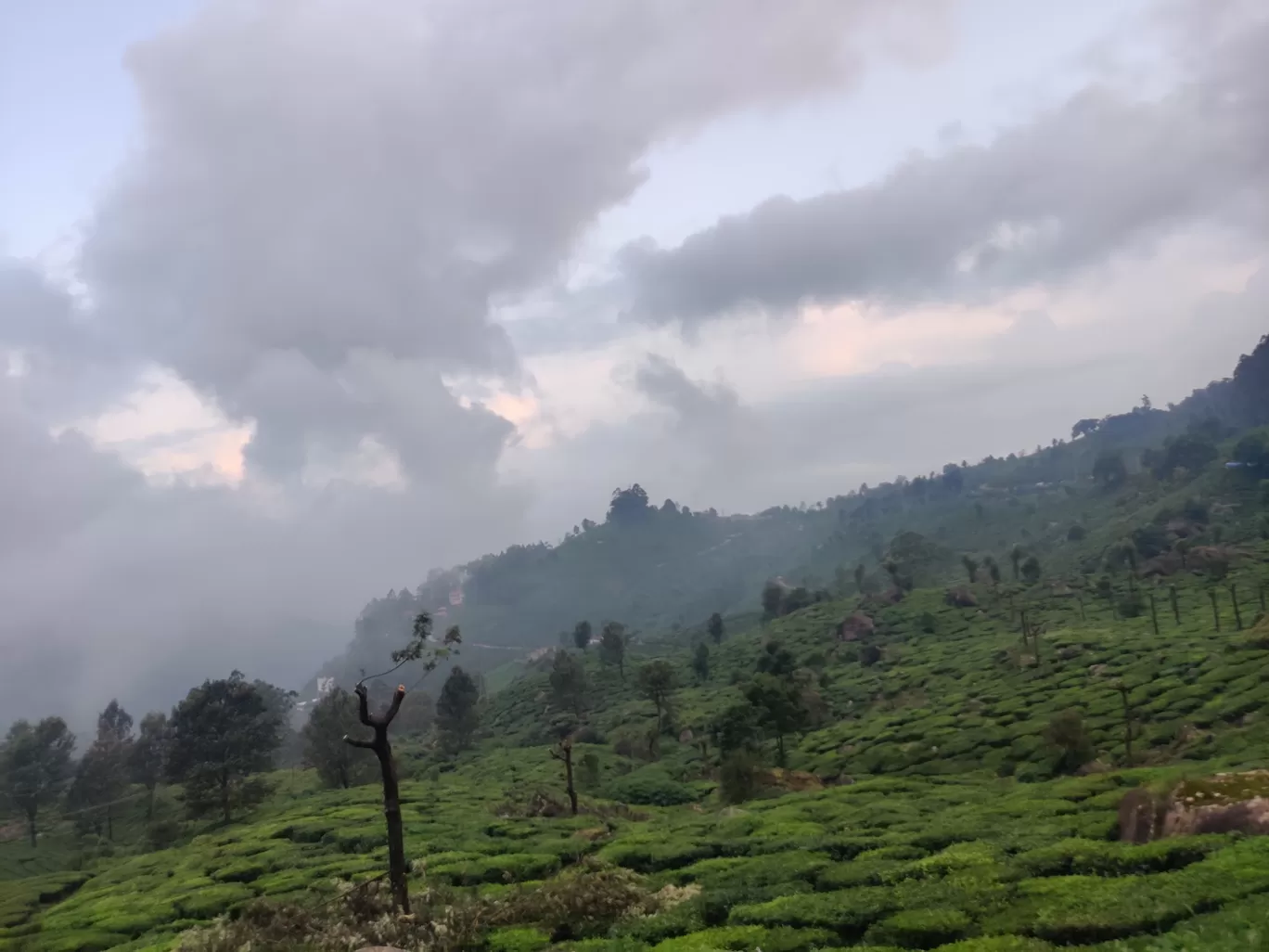 Photo of Munnar By Vineet Kumar