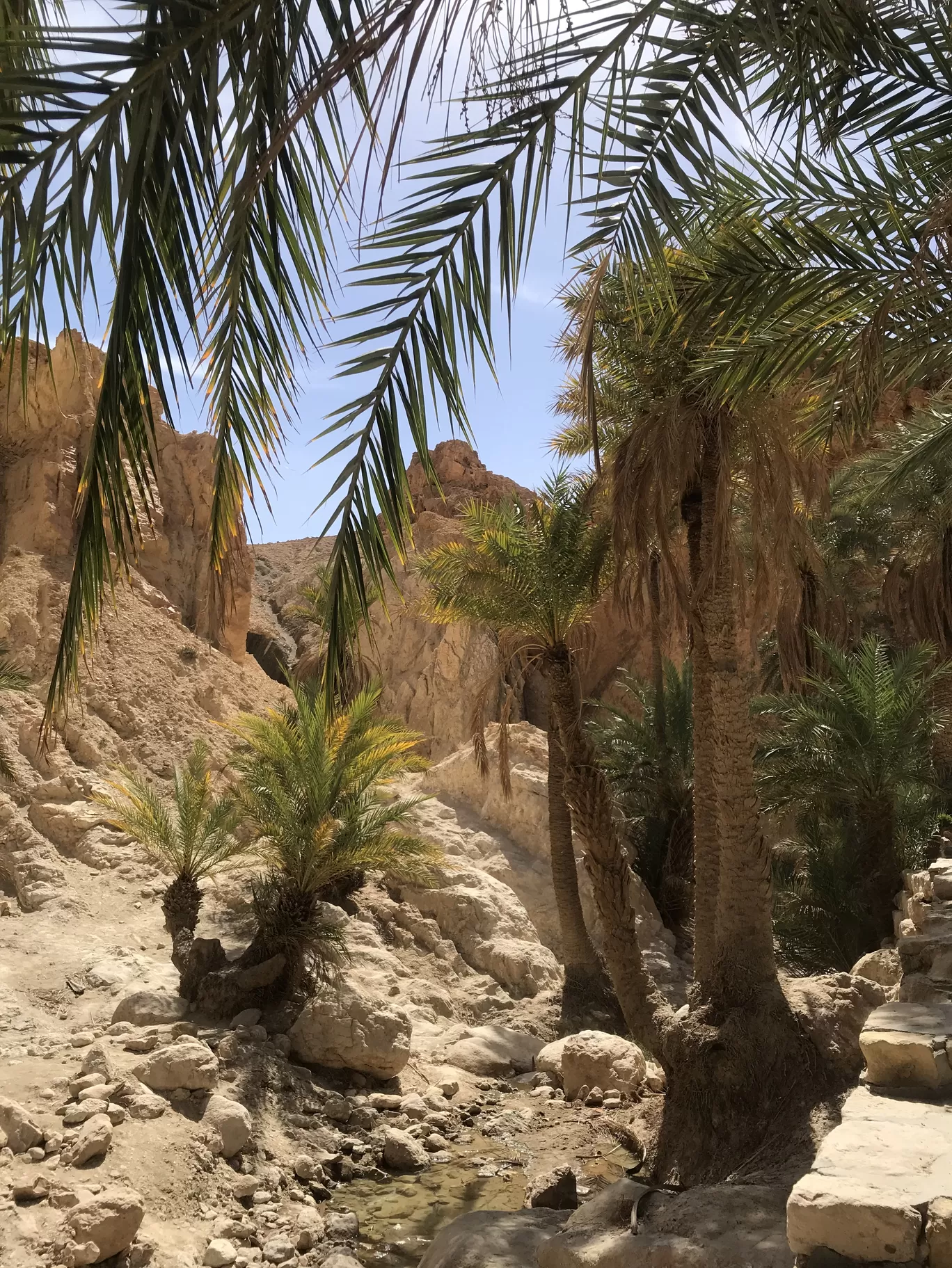 Photo of Tozeur By Sahbi Ali