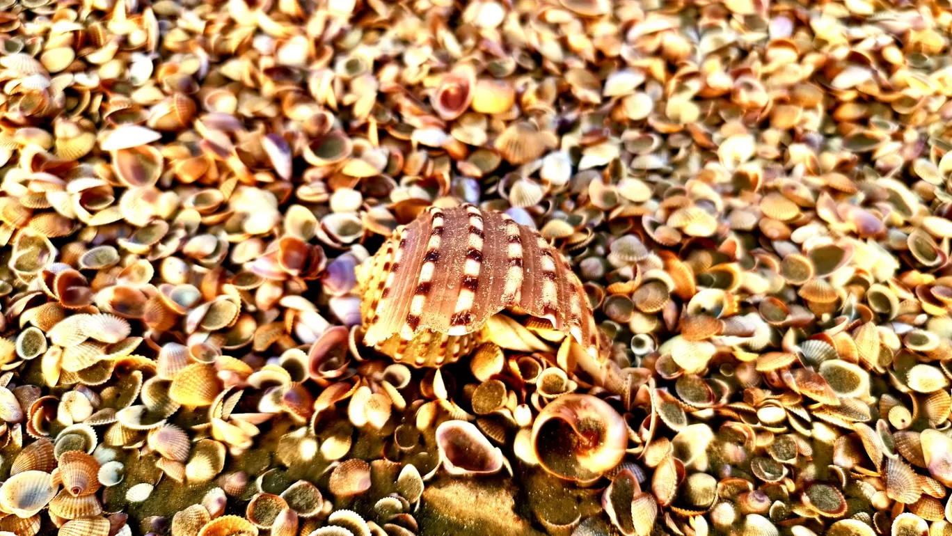 Photo of Chandipur Sea Beach By Rakesh Kanodia