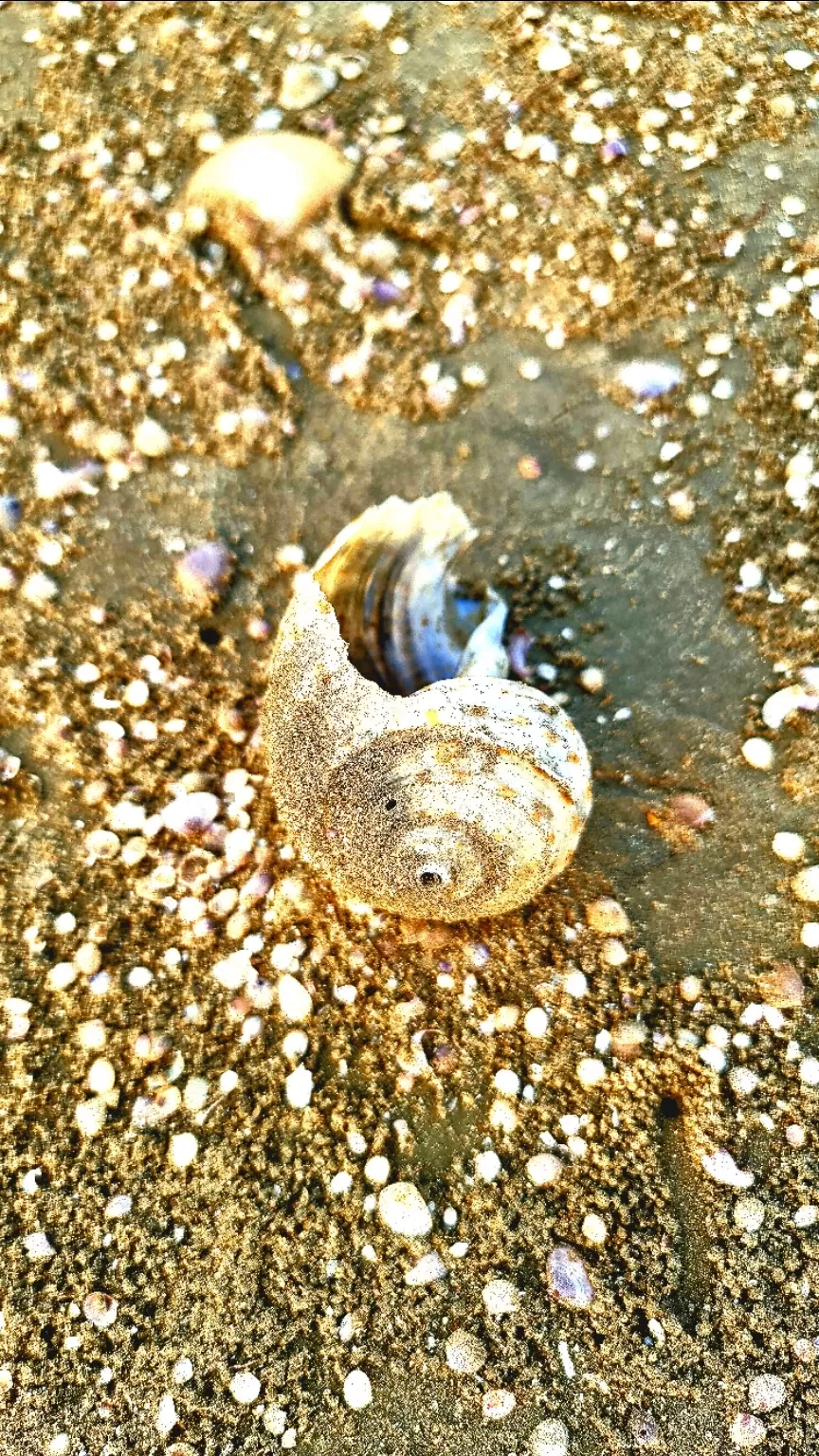 Photo of Chandipur Sea Beach By Rakesh Kanodia