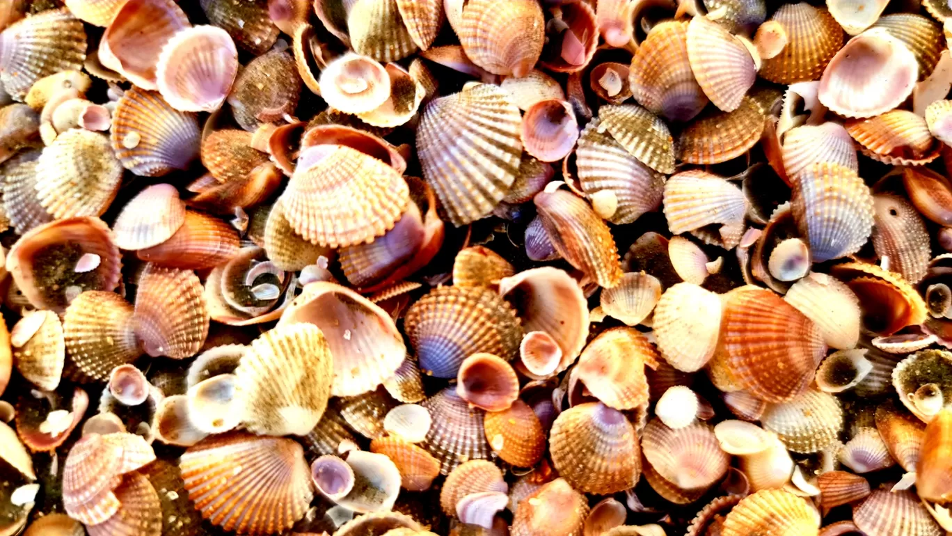 Photo of Chandipur Sea Beach By Rakesh Kanodia