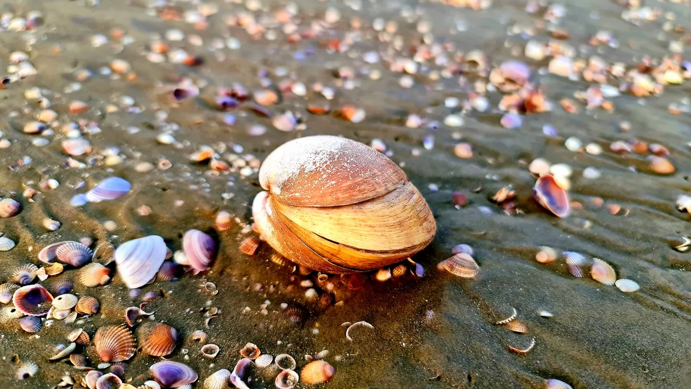 Photo of Chandipur Sea Beach By Rakesh Kanodia