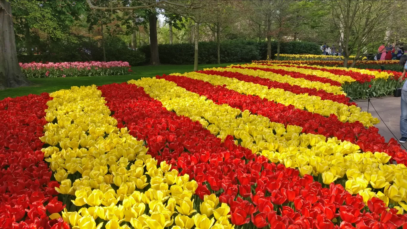 Photo of Keukenhof By Rishit Mehta