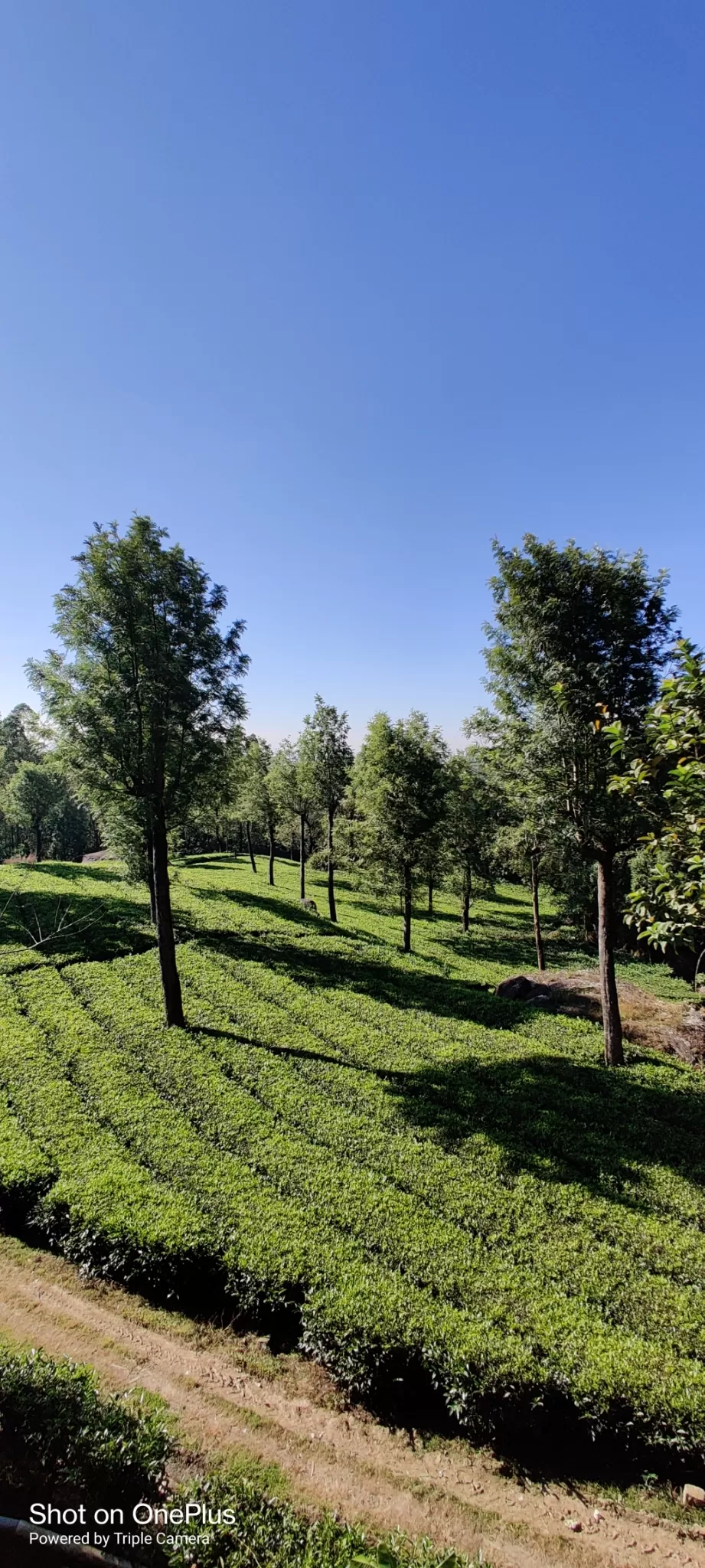 Photo of Munnar By Srinanda Sarkar