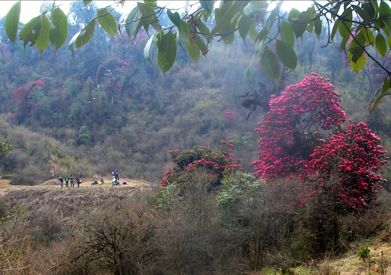 Photo of Barsey Rhododendron Sanctuary By Veesaal Singh