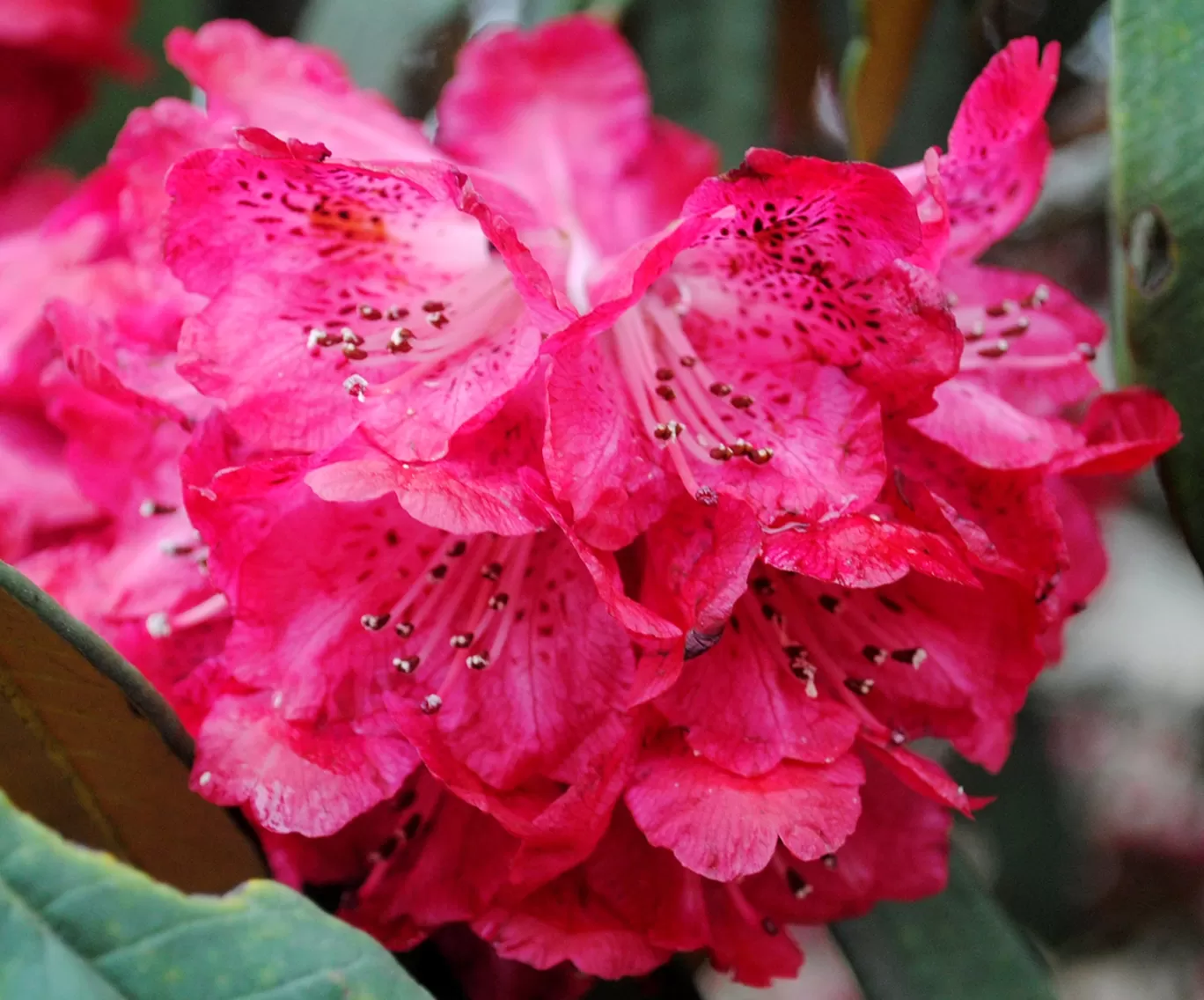 Photo of Barsey Rhododendron Sanctuary By Veesaal Singh