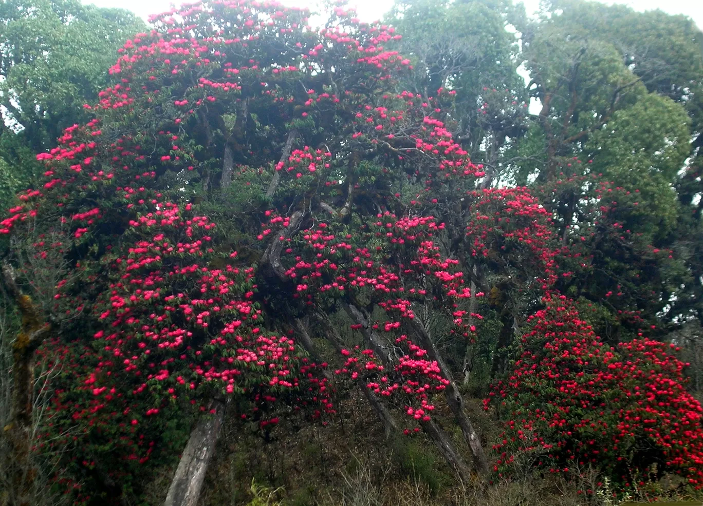 Photo of Barsey Rhododendron Sanctuary By Veesaal Singh