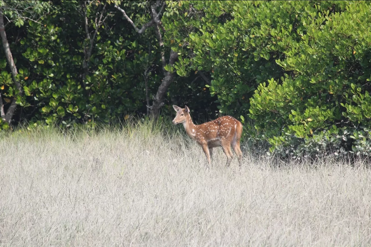 Photo of Sundarban By Sohini Palit