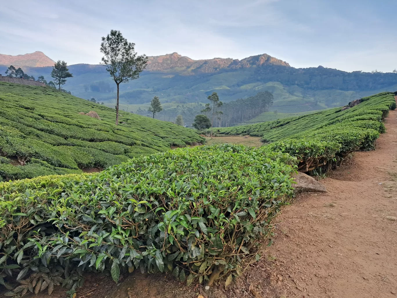 Photo of Tea Gardens By a s