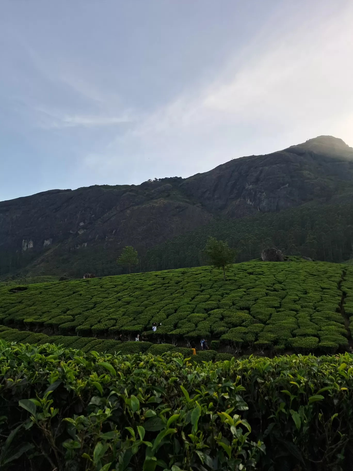 Photo of Tea Gardens By a s