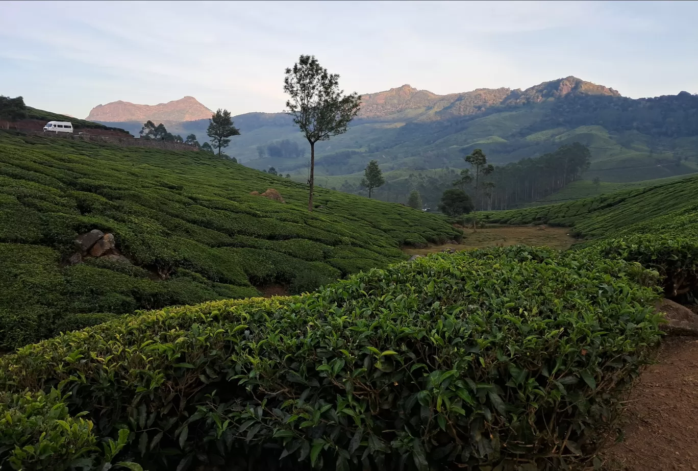 Photo of Tea Gardens By a s