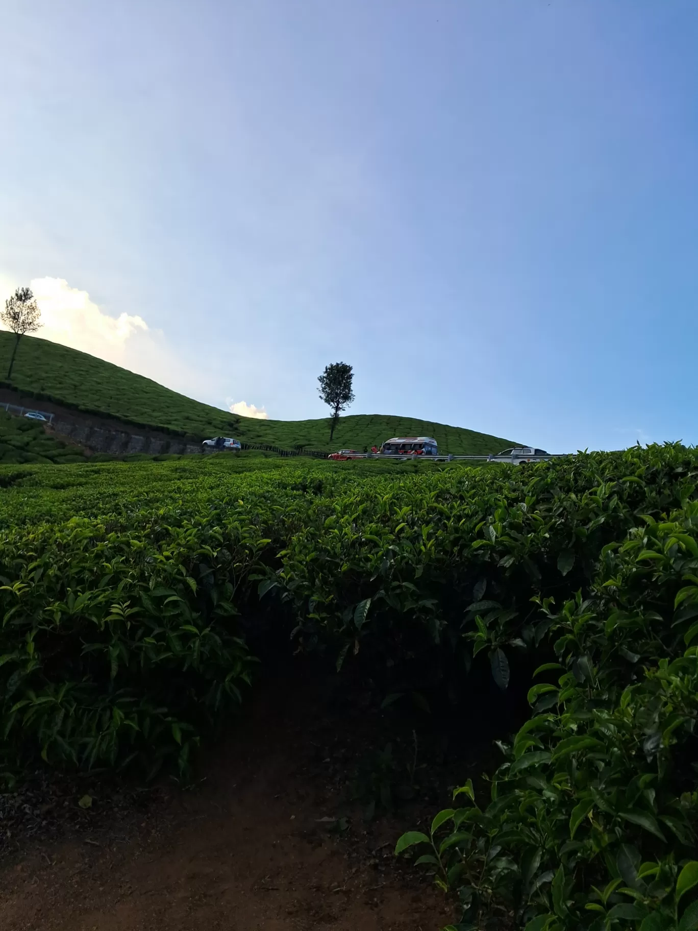 Photo of Tea Gardens By a s