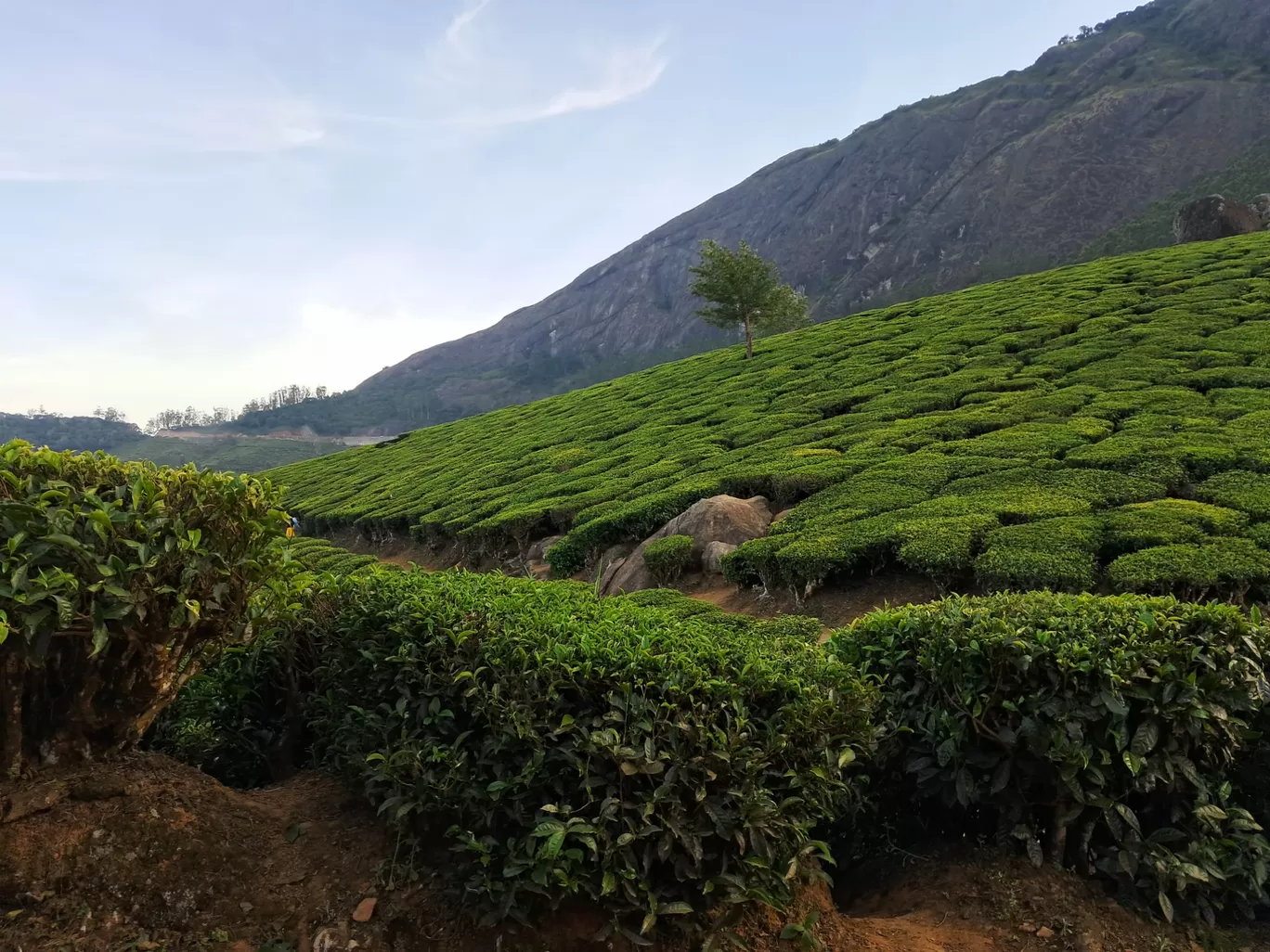 Photo of Tea Gardens By a s