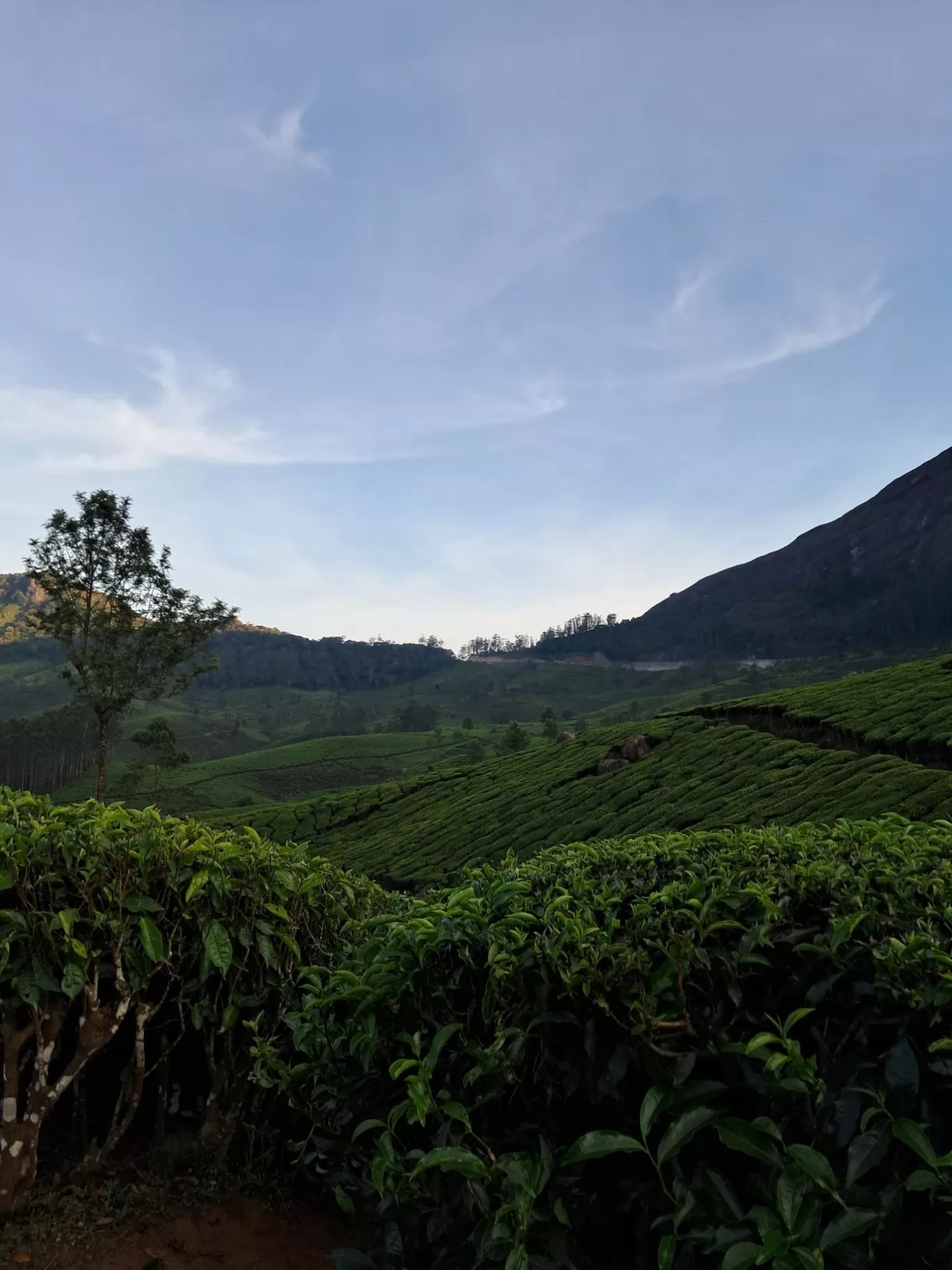 Photo of Tea Gardens By a s