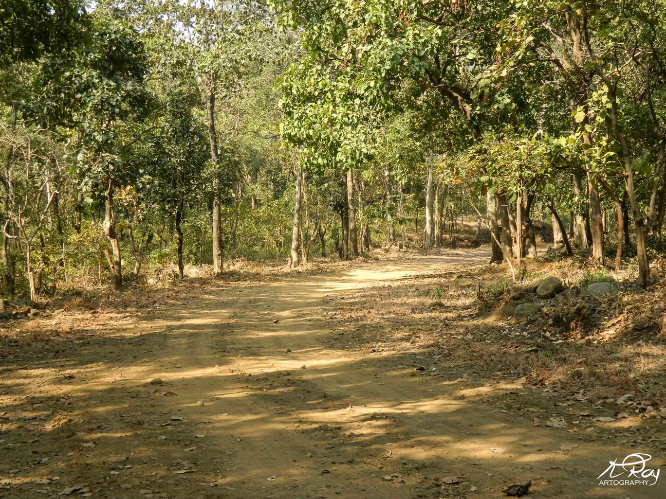 Photo of Solo Trek to Tungareshwar By Koustav Ray