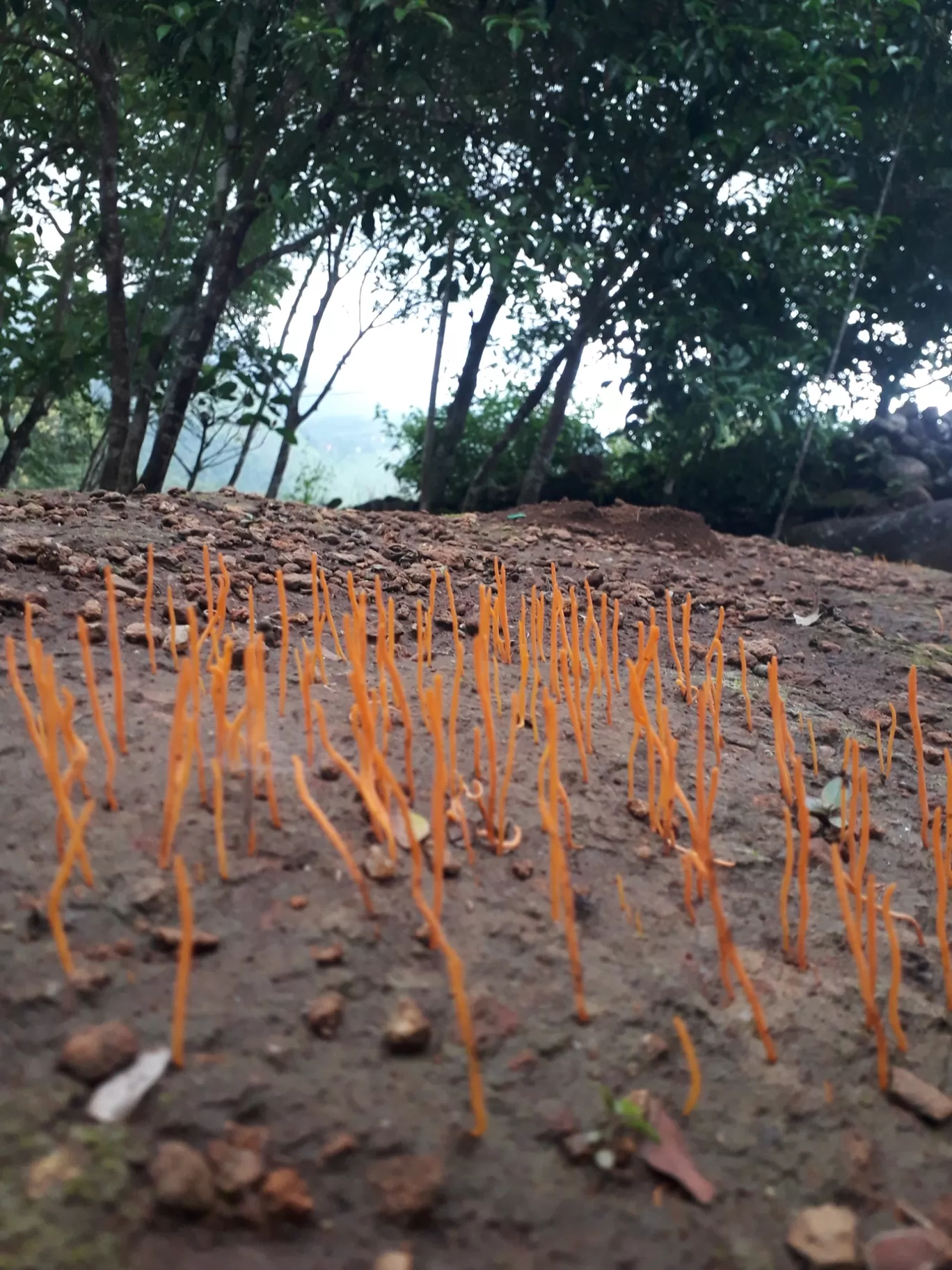 Photo of Ealakka Retreats By sailesh balakrishnan