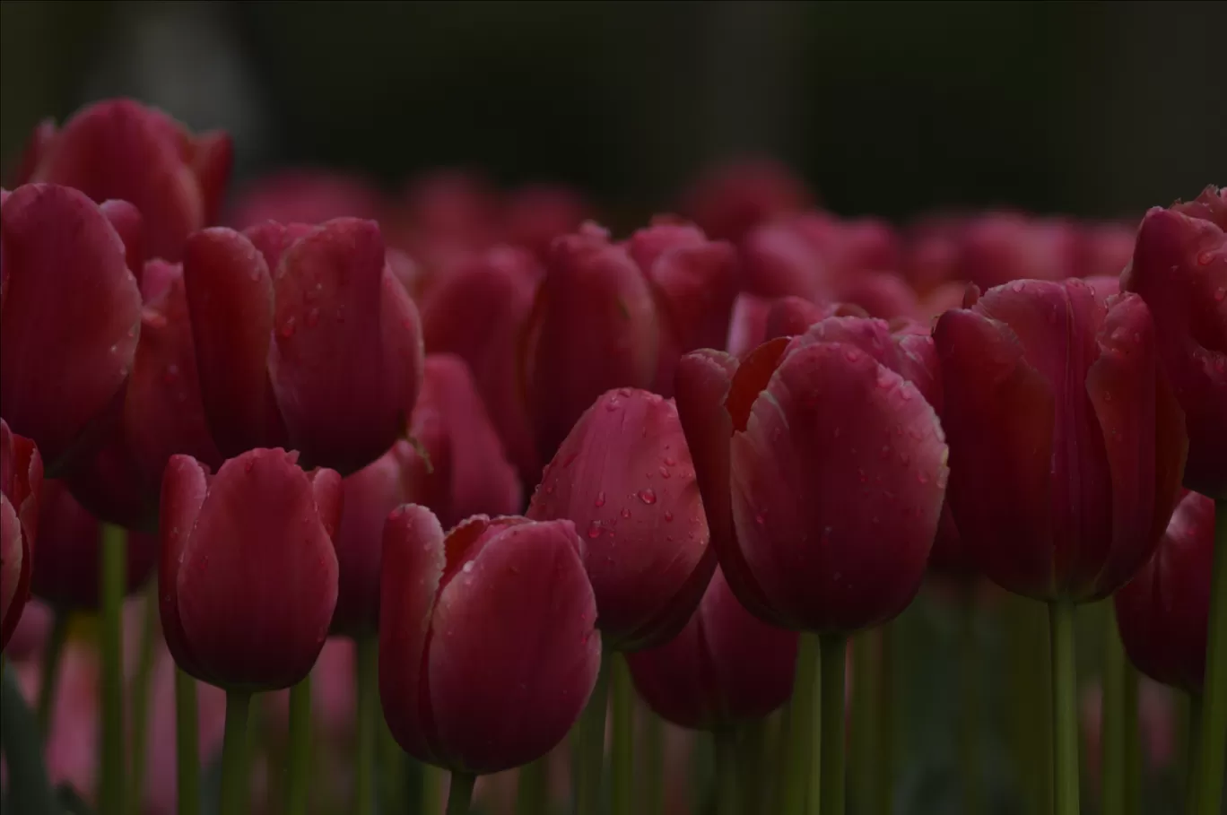 Photo of Keukenhof HOLLAND By Ninad Chitnis