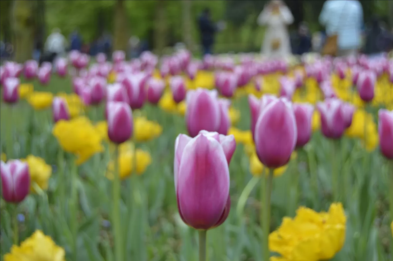 Photo of Keukenhof HOLLAND By Ninad Chitnis