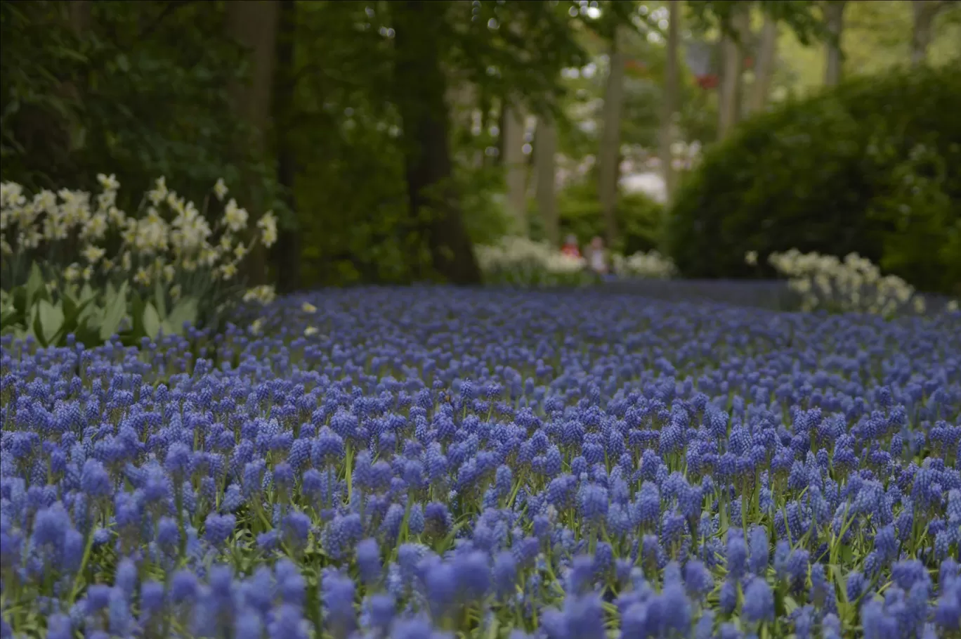 Photo of Keukenhof HOLLAND By Ninad Chitnis