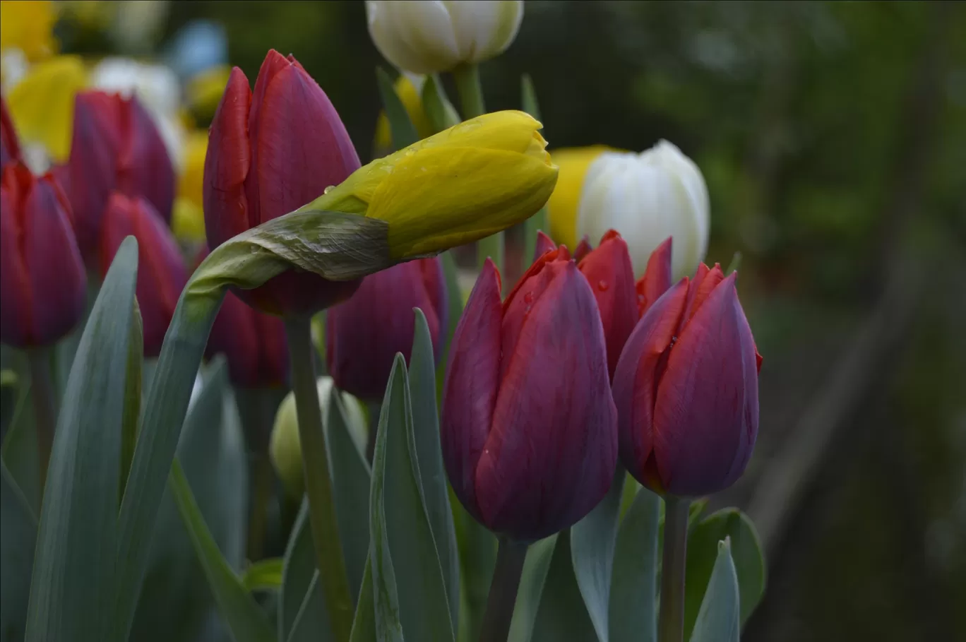 Photo of Keukenhof HOLLAND By Ninad Chitnis