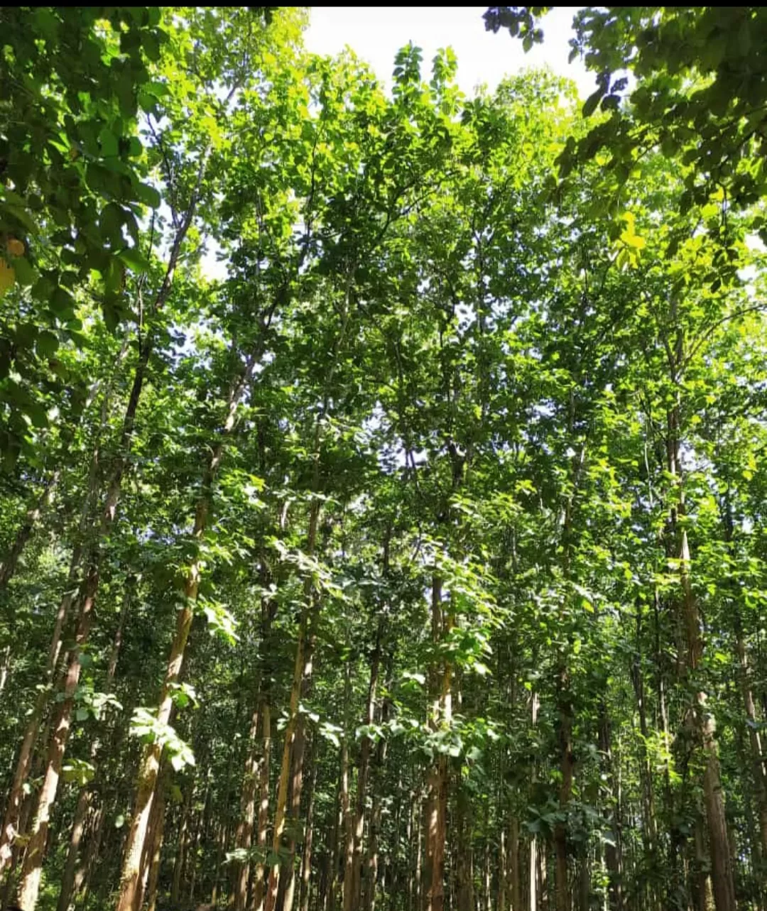 Photo of Karbi Anglong By Angaraag Bora