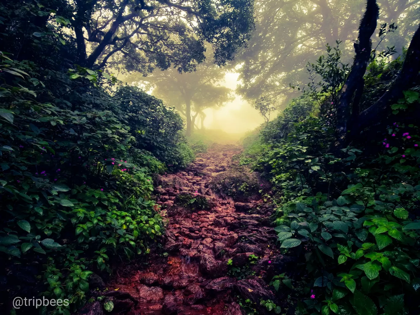 Photo of Kodachadri By Ranjit Periyasami