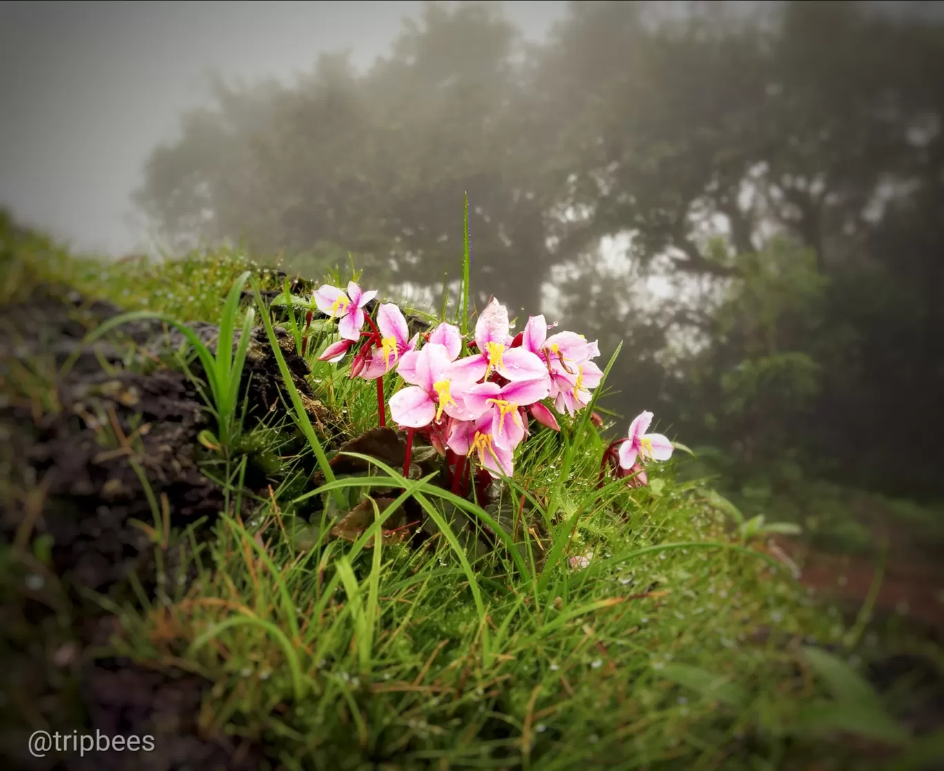Photo of Kodachadri By Ranjit Periyasami