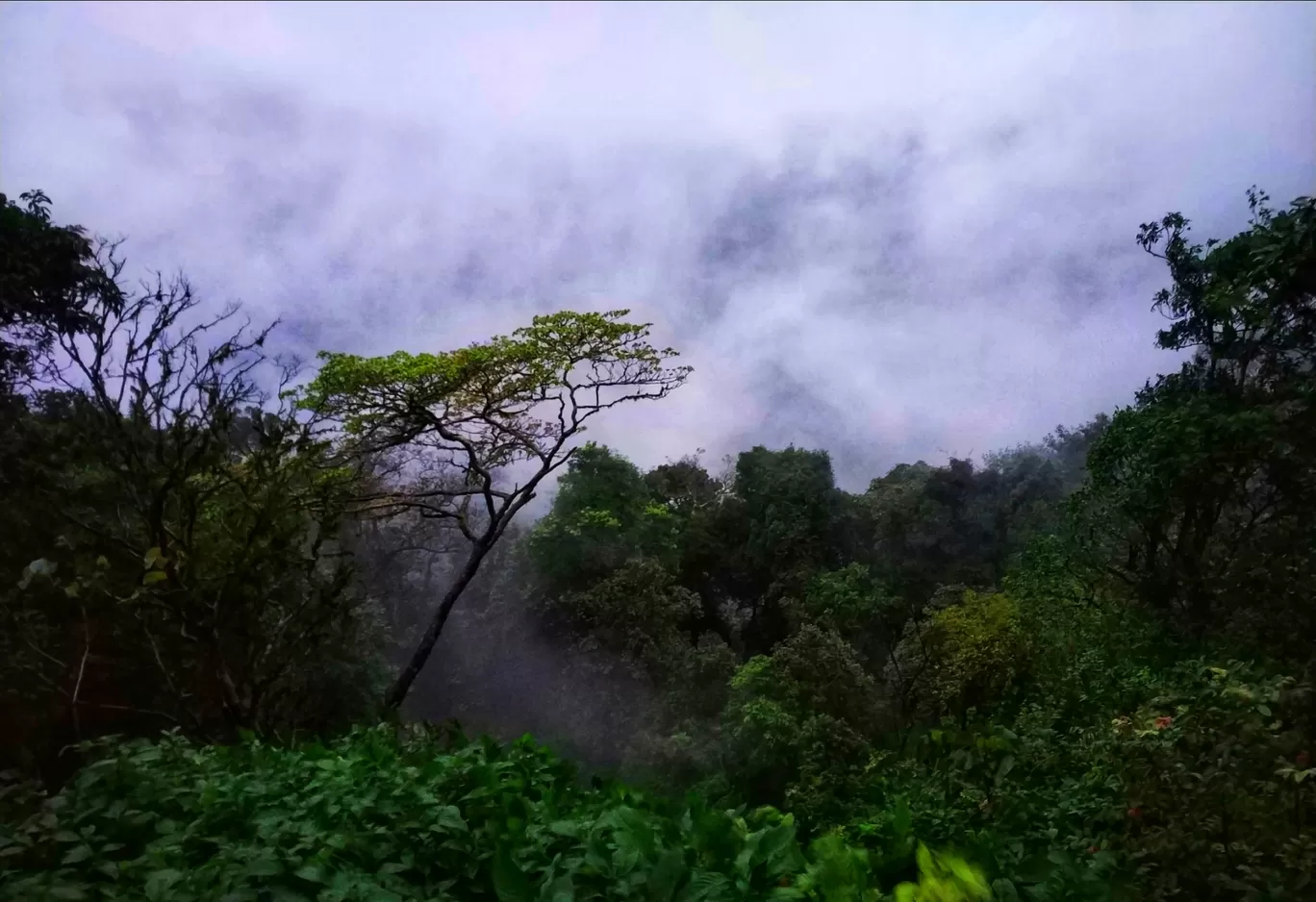 Photo of Kodachadri By Ranjit Periyasami