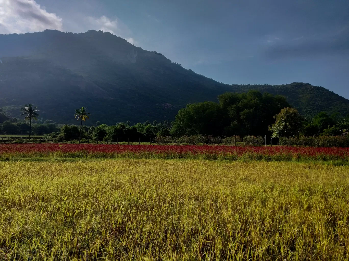 Photo of Jarugumalai Reserved Forest By Ranjit Periyasami