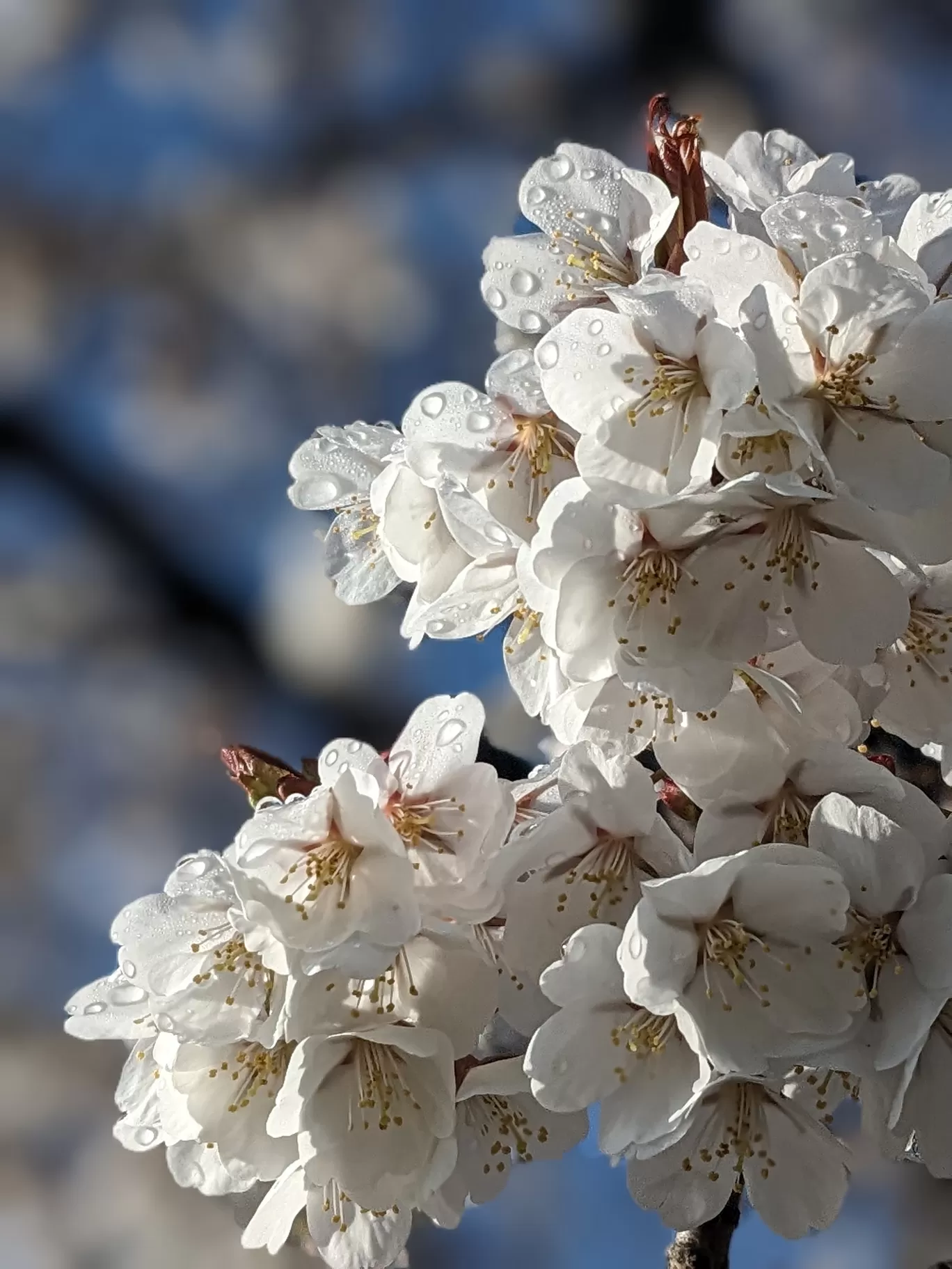 Photo of Japan By Khyati Maloo