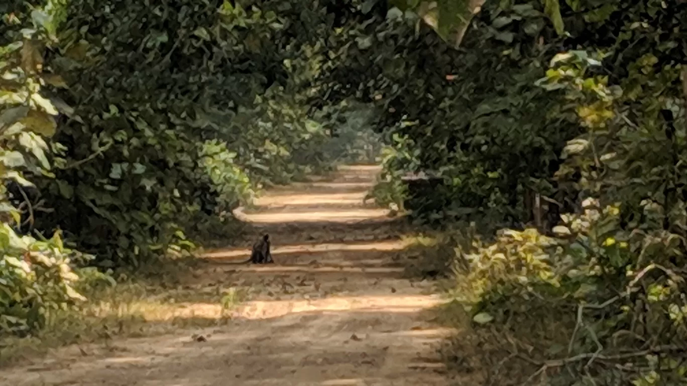 Photo of Jannaram wild life By Manoj Singh