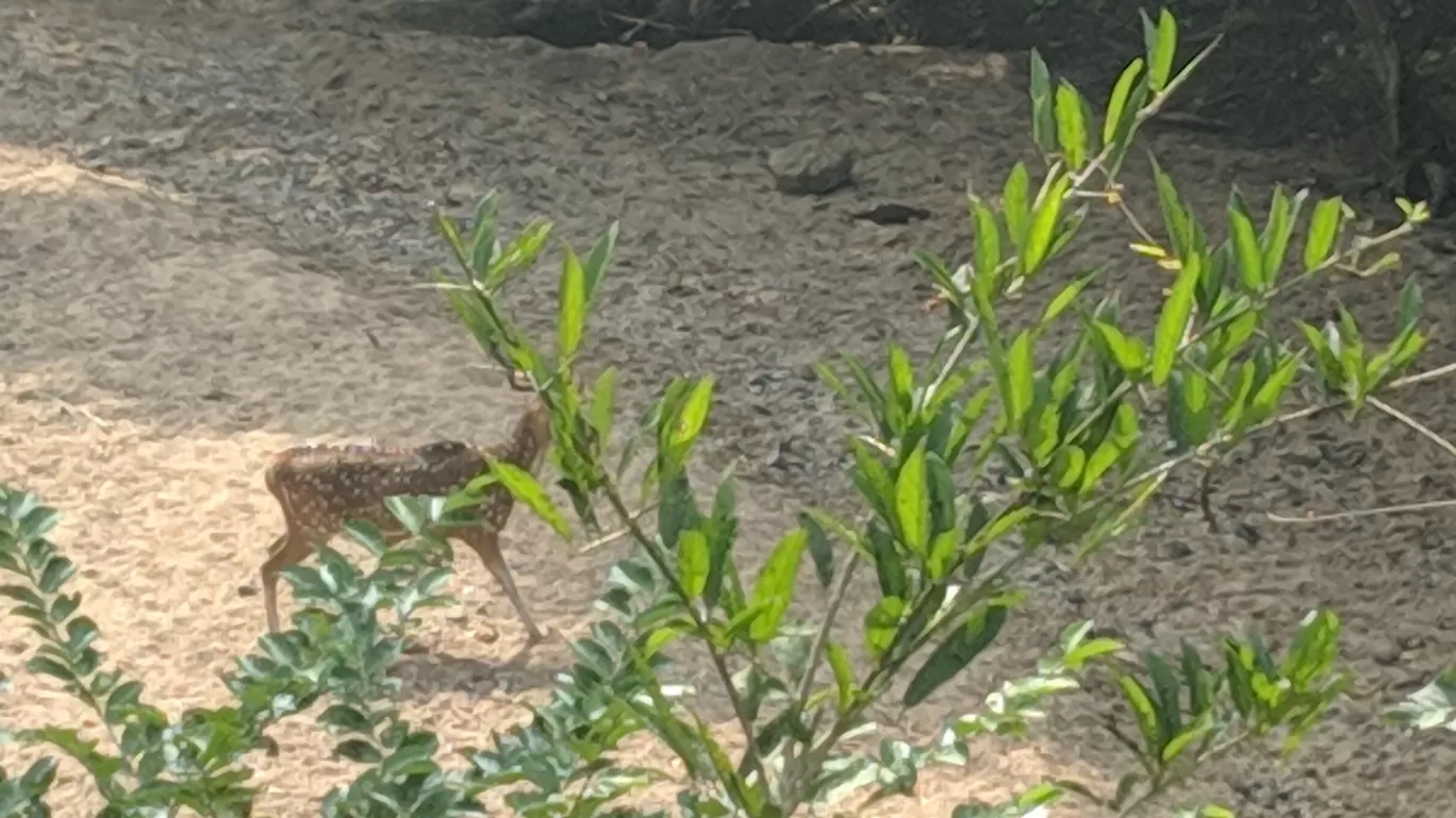 Photo of Jannaram wild life By Manoj Singh