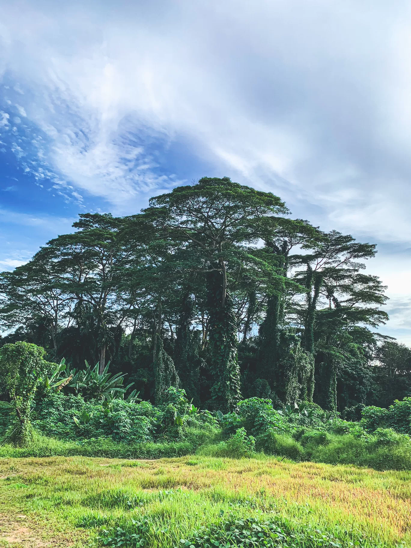 Photo of Clementi Forest By Kadambari Bhatte (curlytravelmess)