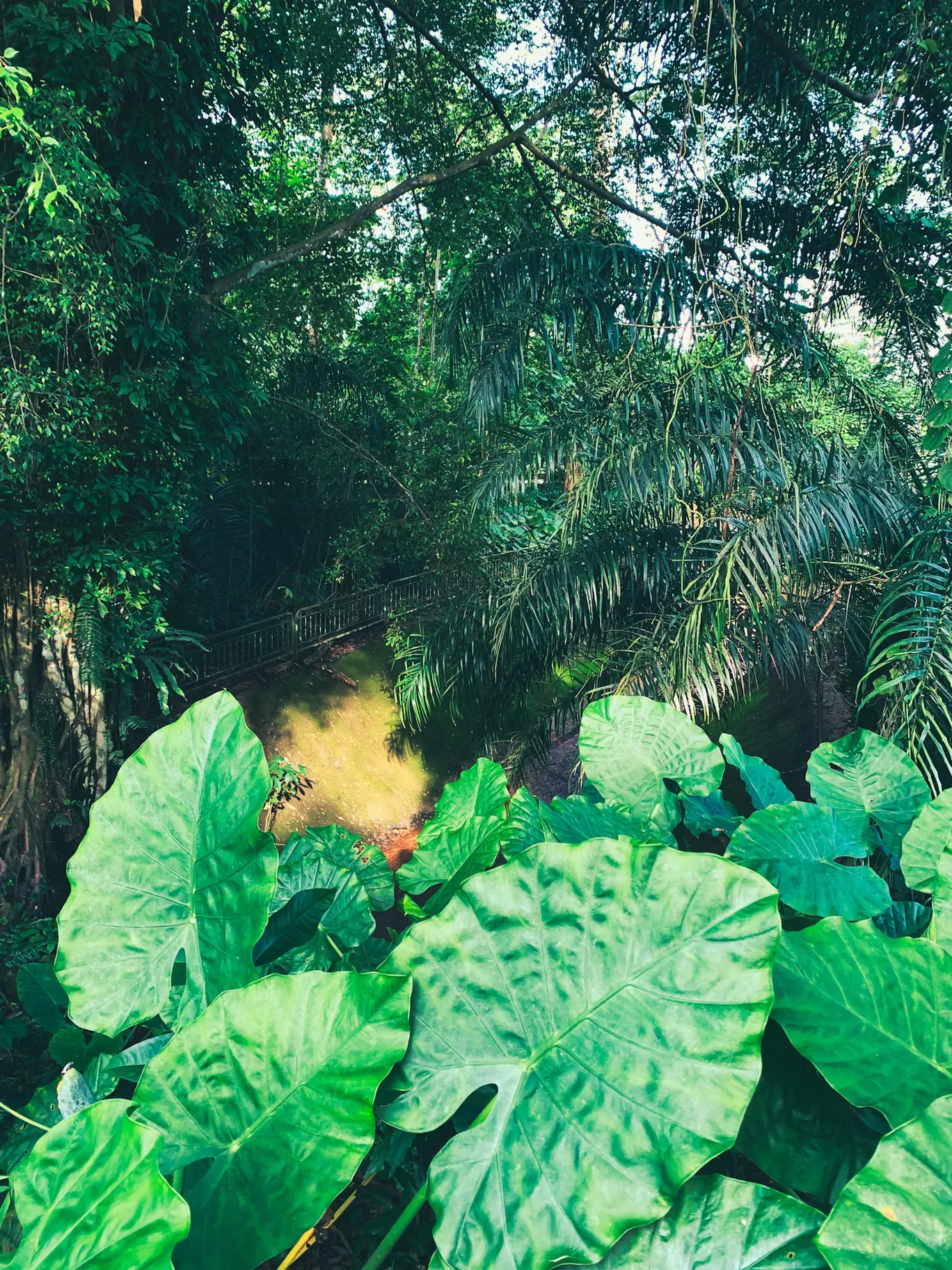 Photo of Clementi Forest By Kadambari Bhatte (curlytravelmess)