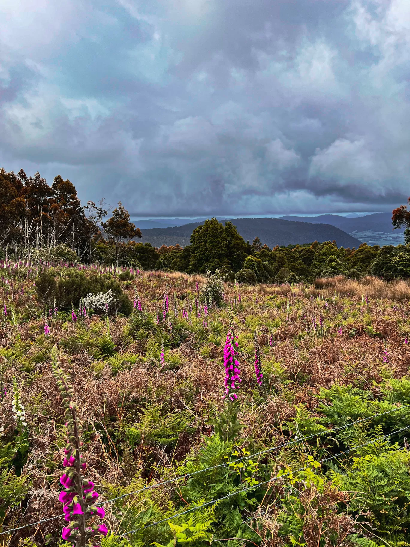 Photo of Tasmania By Kadambari Bhatte (curlytravelmess)