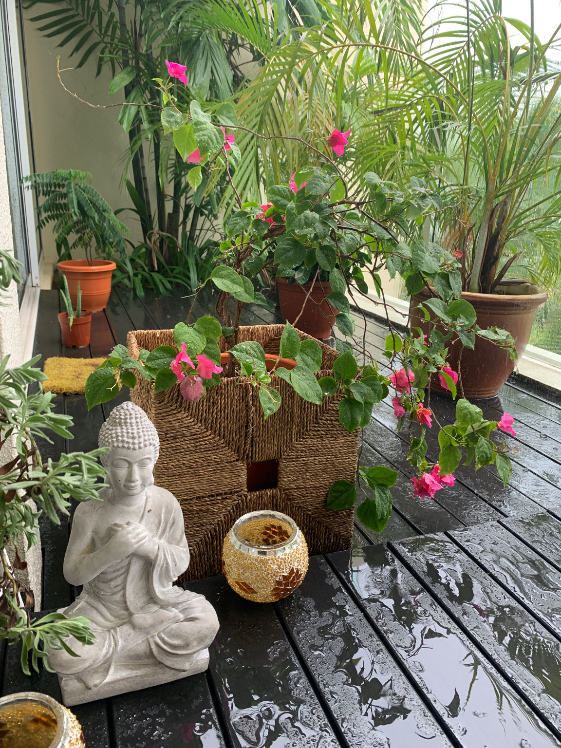 Photo of I Created My Tropical Escape at Home! #GardensOfTripoto By Kadambari Bhatte (curlytravelmess)
