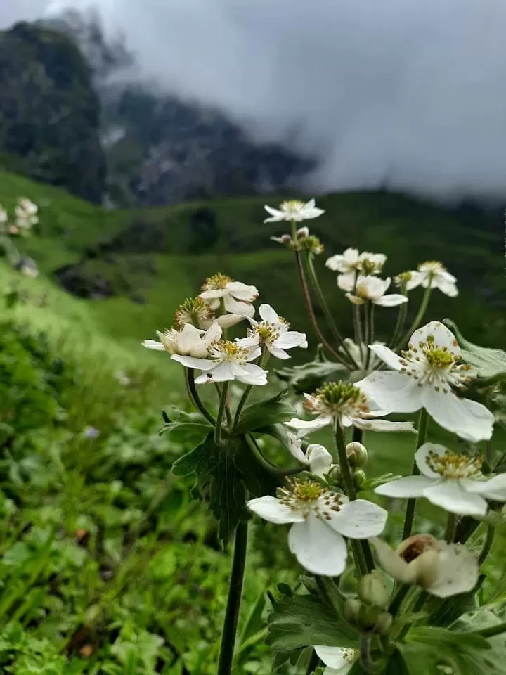 Photo of Valley of Flowers National Park By Feel The Uttarakhand