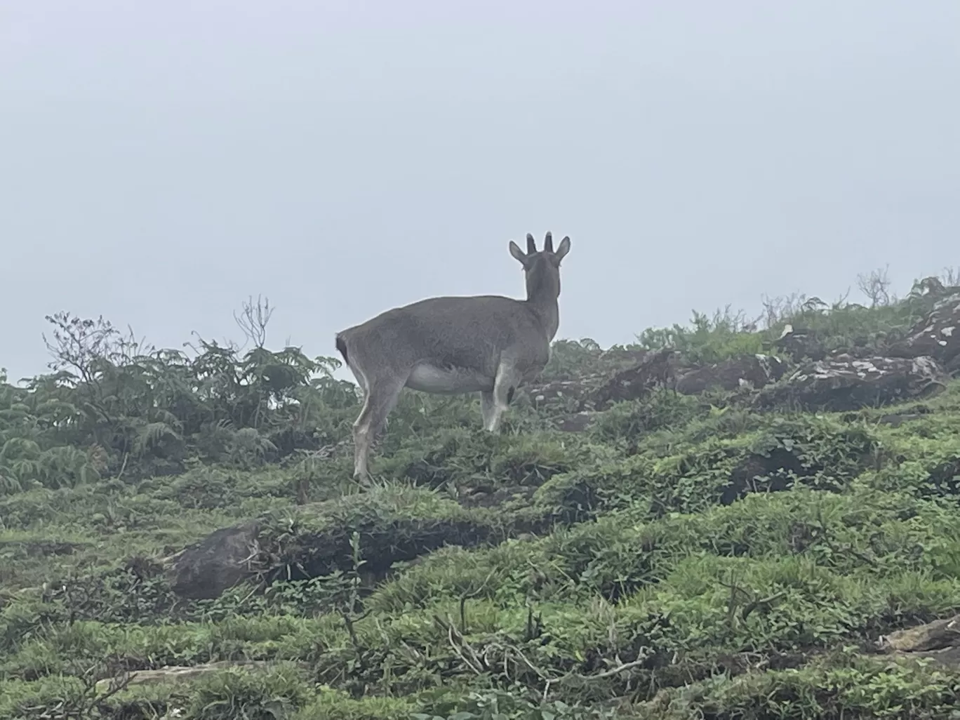 Photo of Eravikulam National Park By Jayachander N