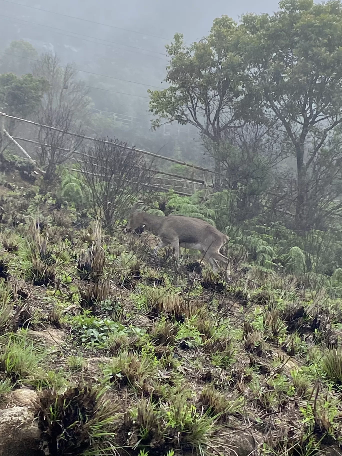 Photo of Eravikulam National Park By Jayachander N